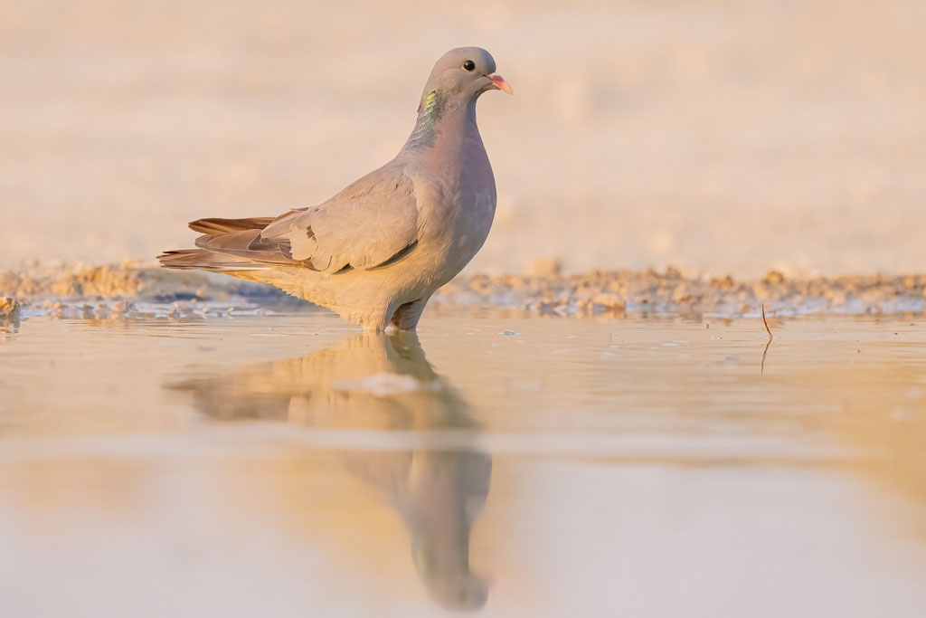 Hohltaube im letzten Licht an einer Wasserstelle in Spanien