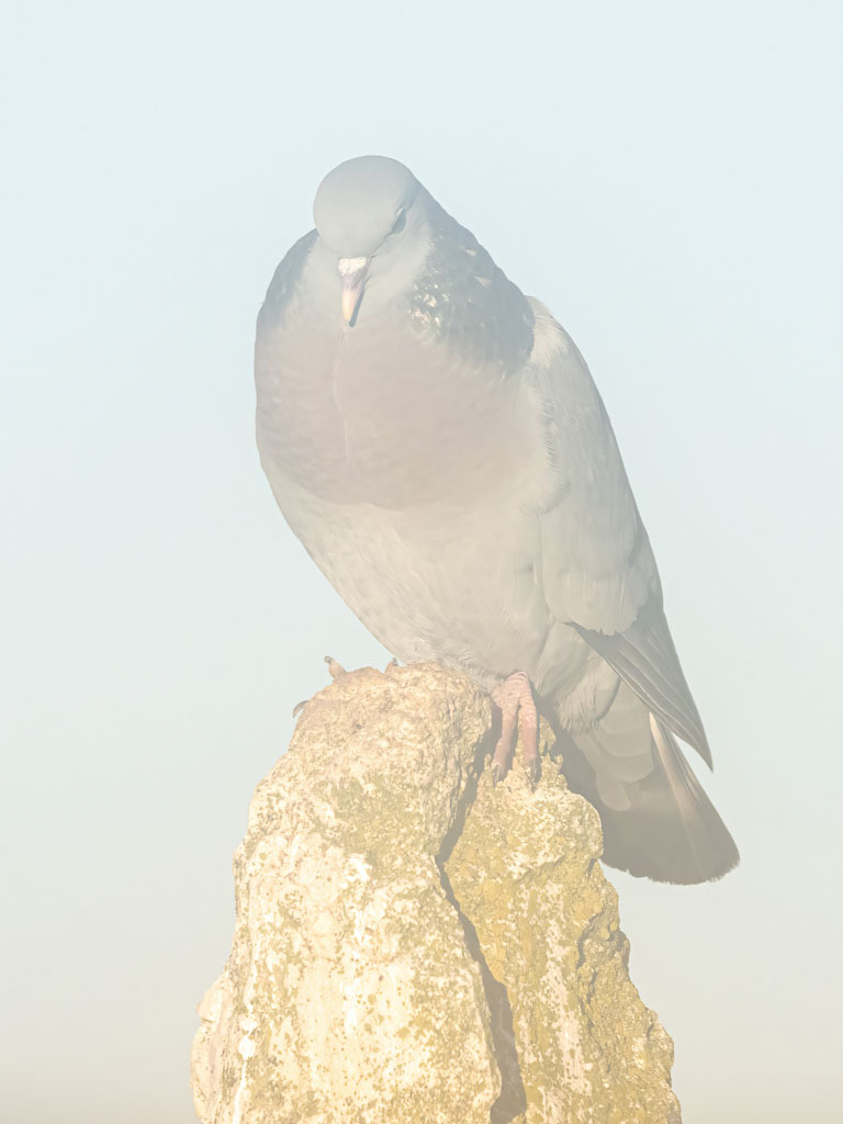 Hohltaube im nebligen Morgenlicht auf einem Stein
