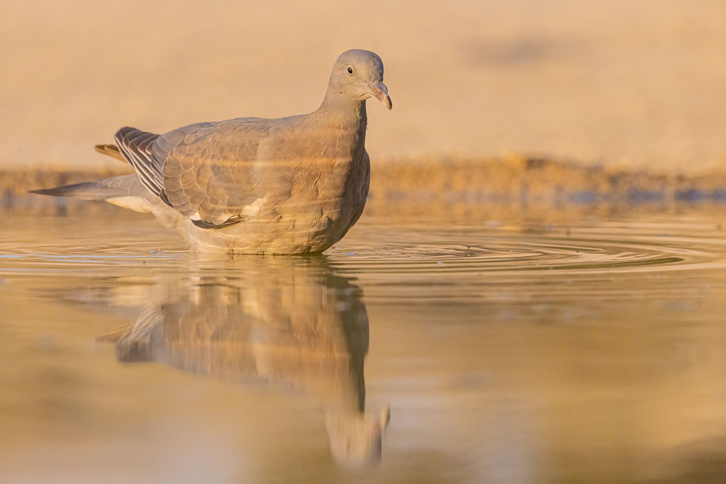 Junge Ringeltaube im Wasser im warmen Abendlicht