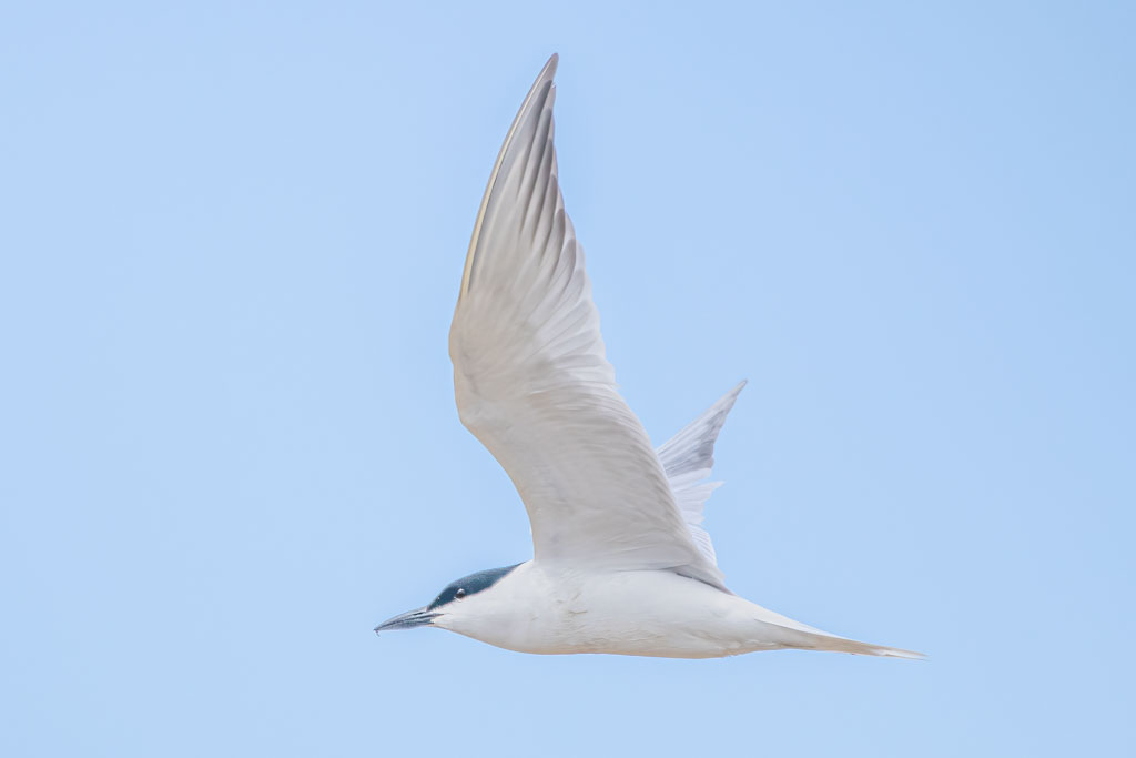 Lachseeschwalbe im Flug in Spanien