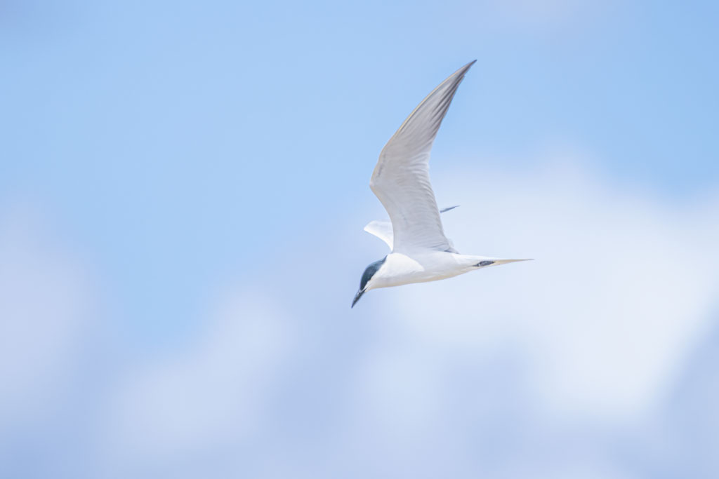 Lachseeschwalbe im Flug vor leicht bewölktem Himmel