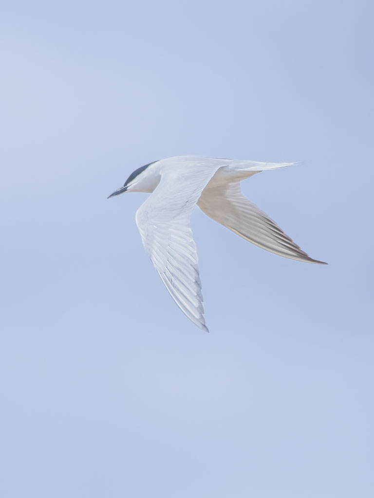 Lachseeschwalbe mit nach unten gerichteten Flügeln im Flug
