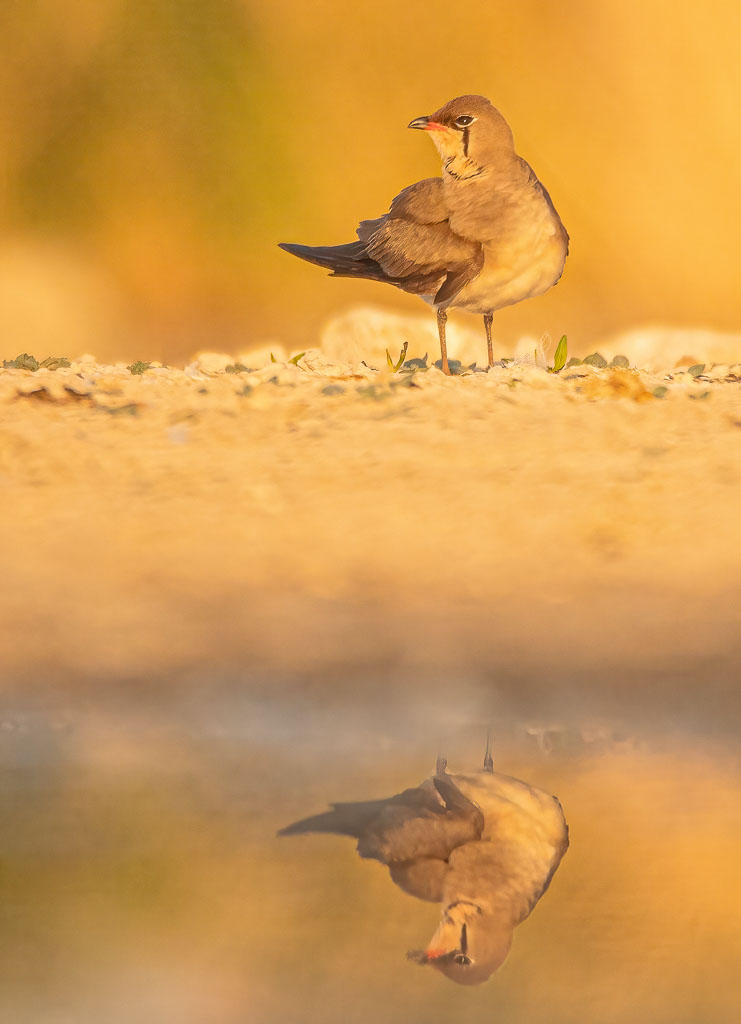 Rotflügel-Brachschwalbe mit Spiegelung im warmen Morgenlicht