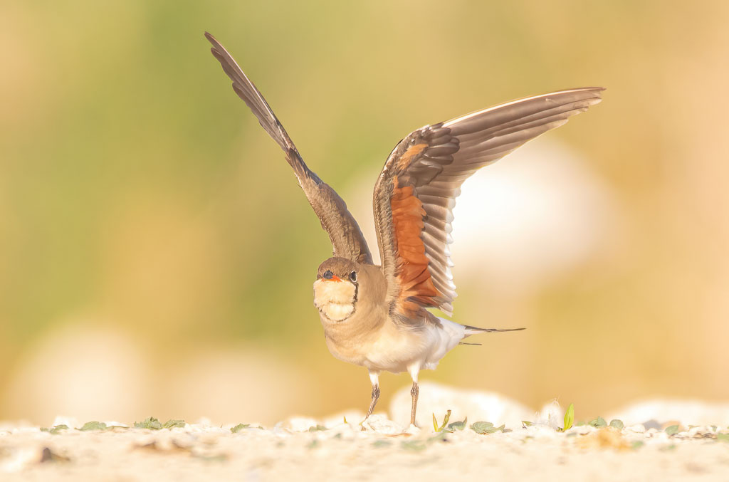Rotflügel-Brachschwalbe mit geöffneten Flügeln an einer Lagune in Spanien