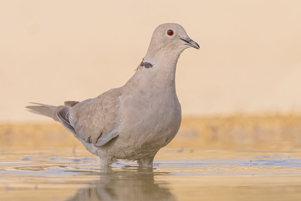 Türkentaube nach dem Trinken an einer Wasserstelle in Spanien