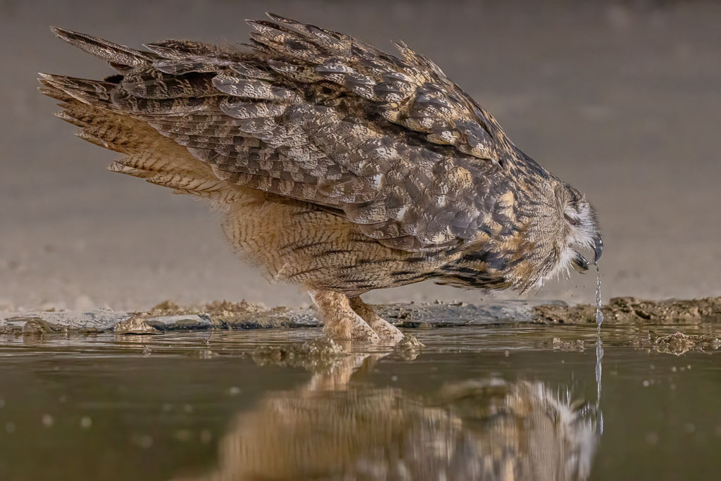 Uhu beim Trinken an einer Wasserstelle