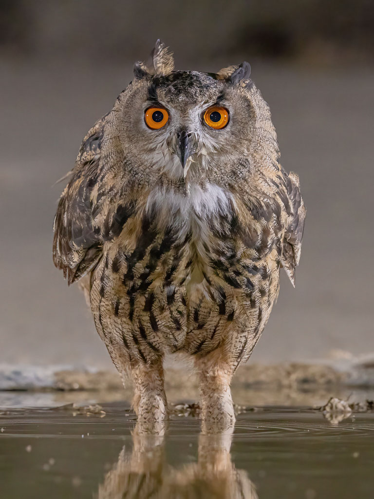 Uhu frontal im Wasser einer nächtlichen Wasserstelle