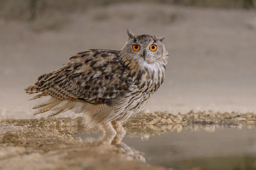 Der Uhu (Bubo bubo) ist die größte Eule Europas und für mich eine der eindrucksvollsten Vogelarten, die man in Spanien beobachten kann. Tagsüber bleibt er häufig verborgen, während seine tiefe Stimme in der Dämmerung und nachts schon aus großer Entfernung zu hören sein kann. Wenn man ihn schließlich entdeckt, wirken vor allem die großen orangefarbenen Augen, die kräftige Gestalt und die auffälligen Federohren beeindruckend.