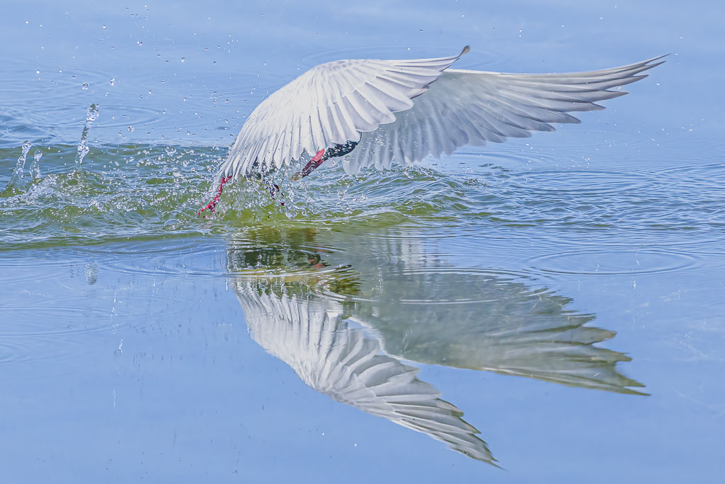 Weißbartseeschwalbe bei der Beuteaufnahme an der Wasseroberfläche