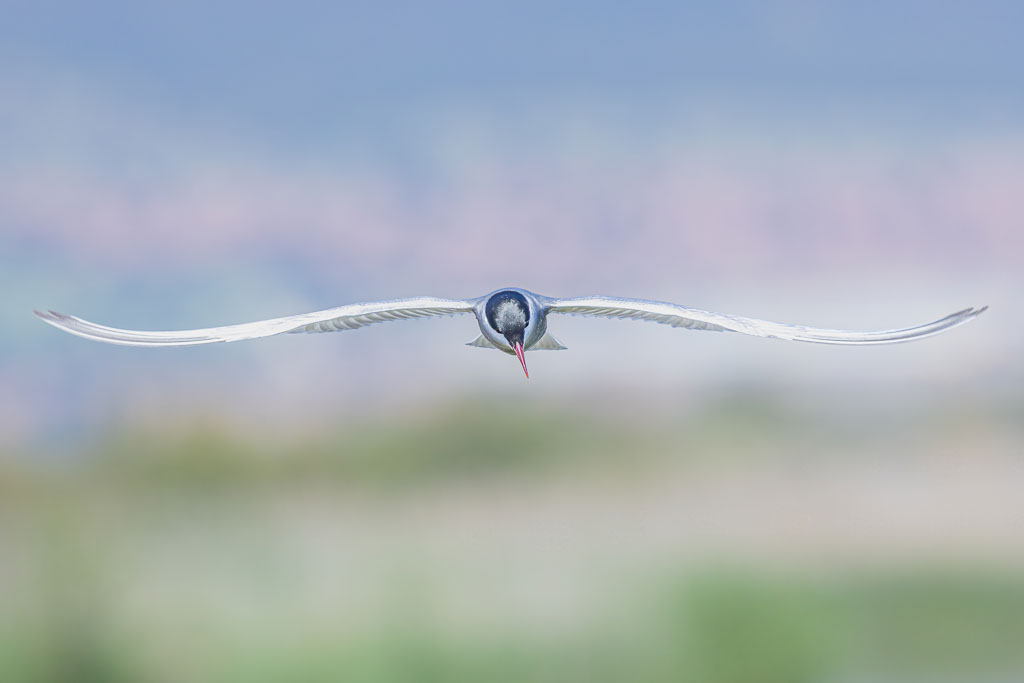 Weißbartseeschwalbe frontal im Flug