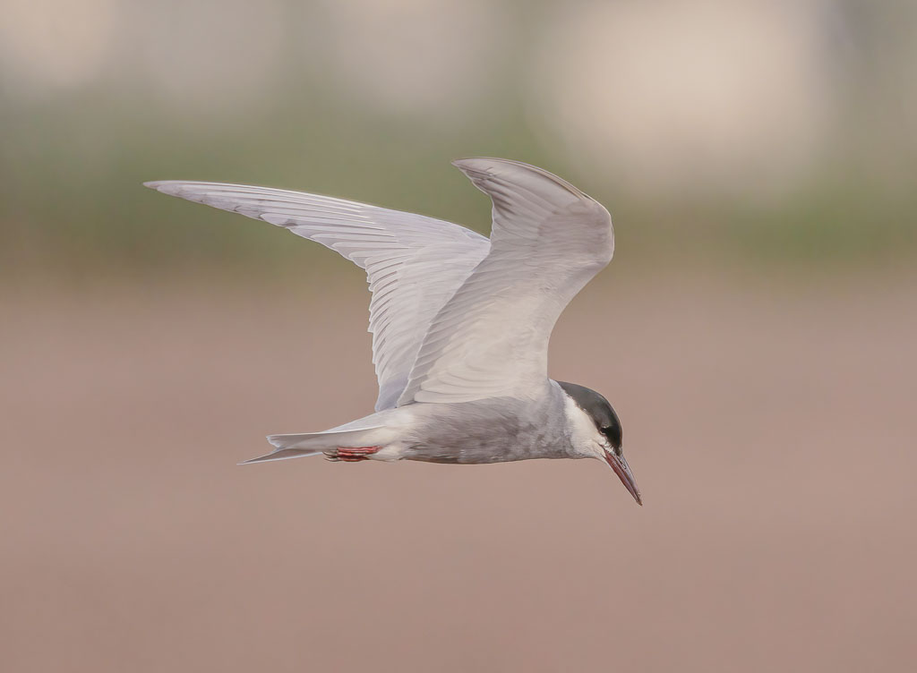 Weißbartseeschwalbe im Flug über landwirtschaftlicher Landschaft
