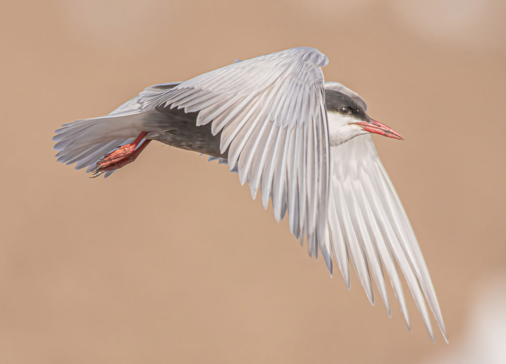Weißbartseeschwalbe mit weit geöffneten Flügeln im Flug