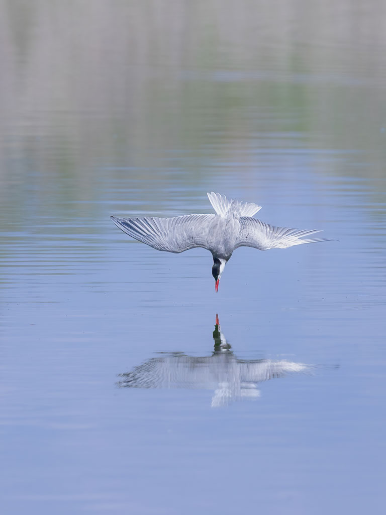 Weißbartseeschwalbe unmittelbar vor dem Kontakt mit der Wasseroberfläche