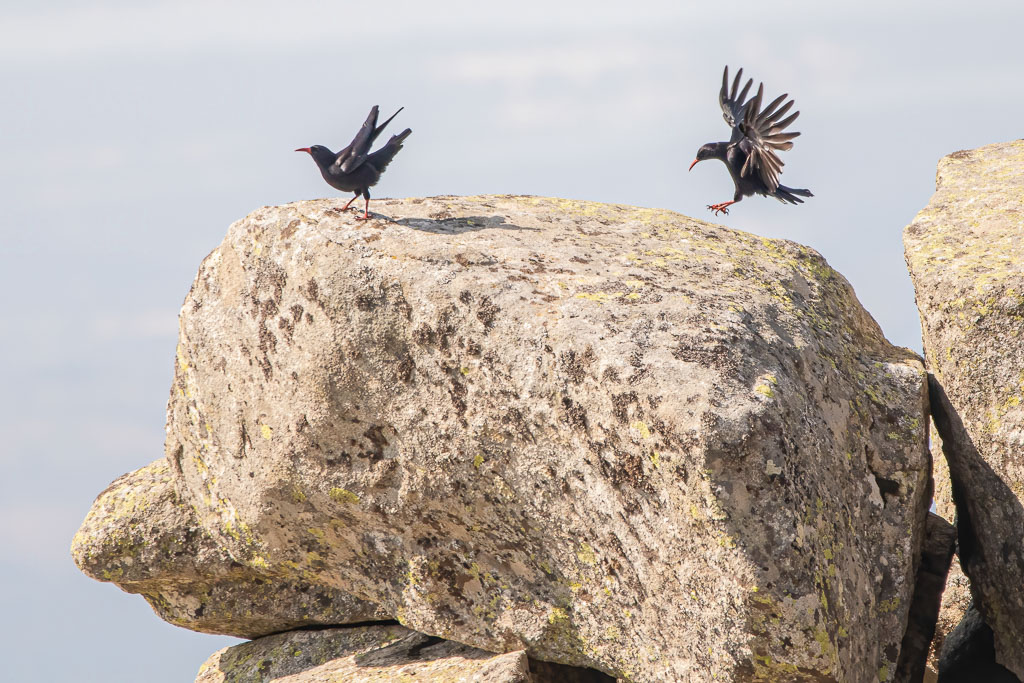 Zwei Alpenkrähen auf einem Felsen im spanischen Gebirge