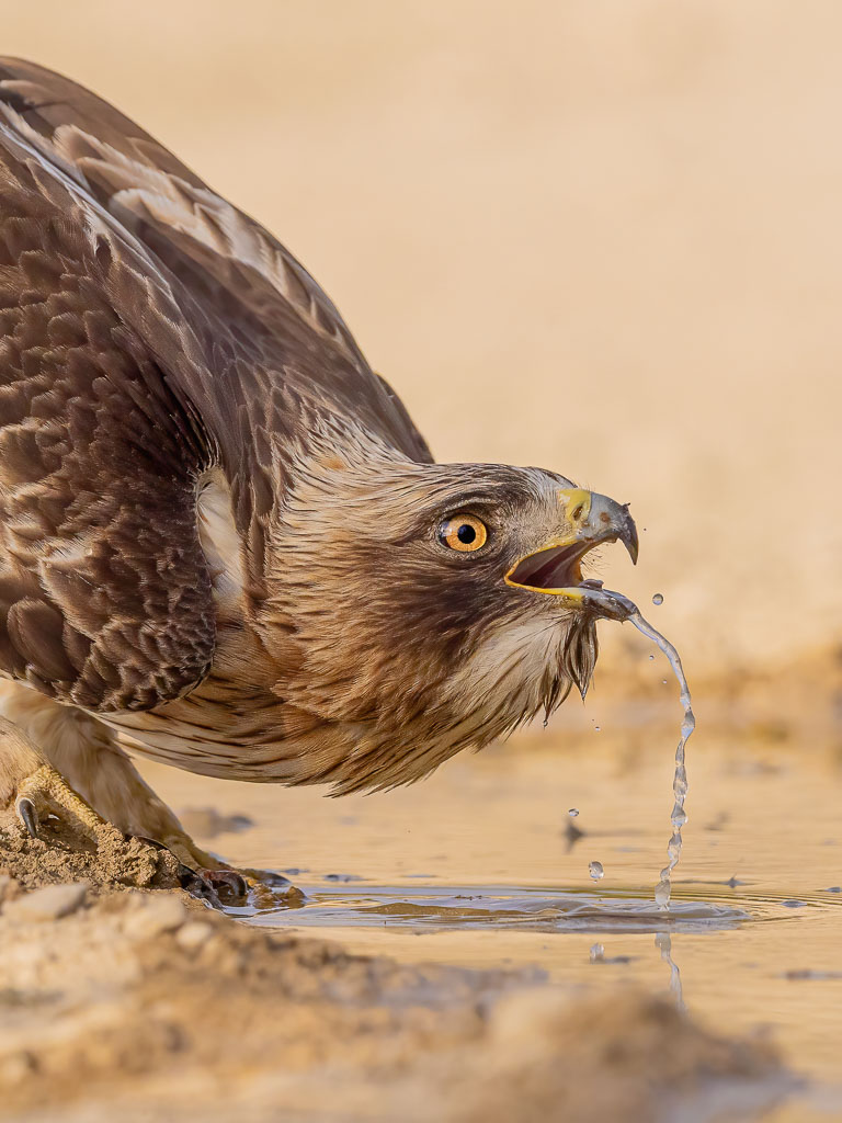 Zwergadler beim Trinken an einer Wasserstelle
