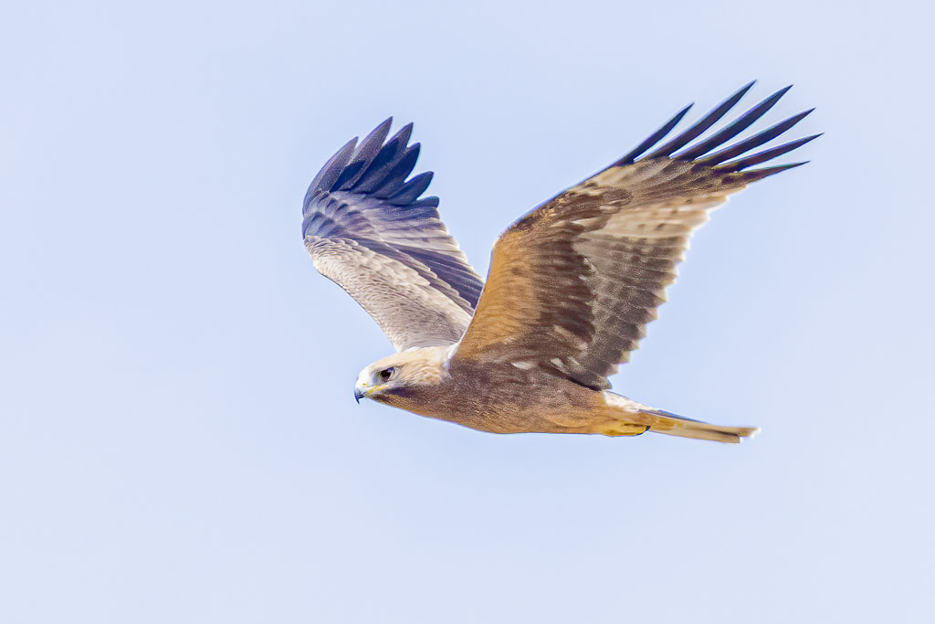 Zwergadler der dunklen Morphe im Flug