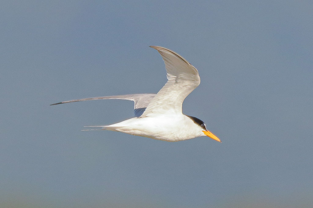 Zwergseeschwalbe im Flug mit sichtbarem gegabeltem Schwanz