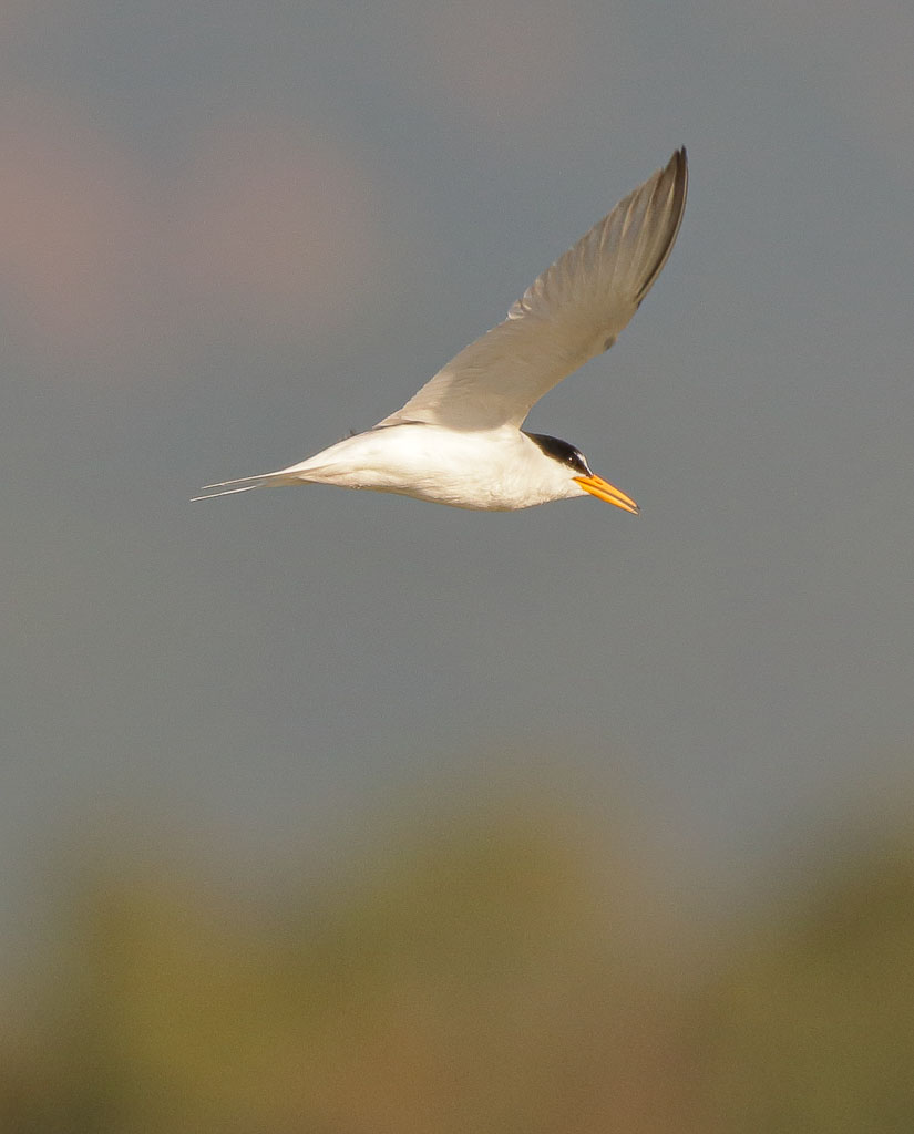 Mit Geduld wird der Jagdflug berechenbarer