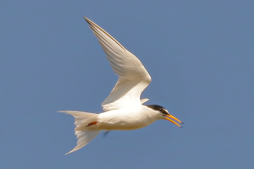 Zwergseeschwalbe im schnellen Flug über einem Feuchtgebiet in Spanien